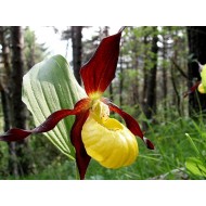 Венерин Башмачок Cypripedium